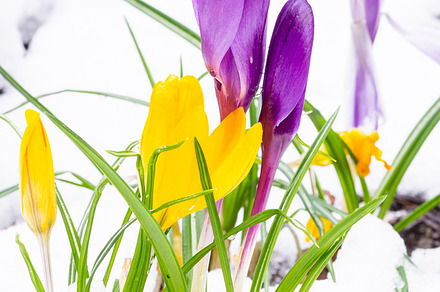 Crocus flowers in the snow containing flower, flowering, and blossom, a Nature Photo by Zigzag Mountain Art