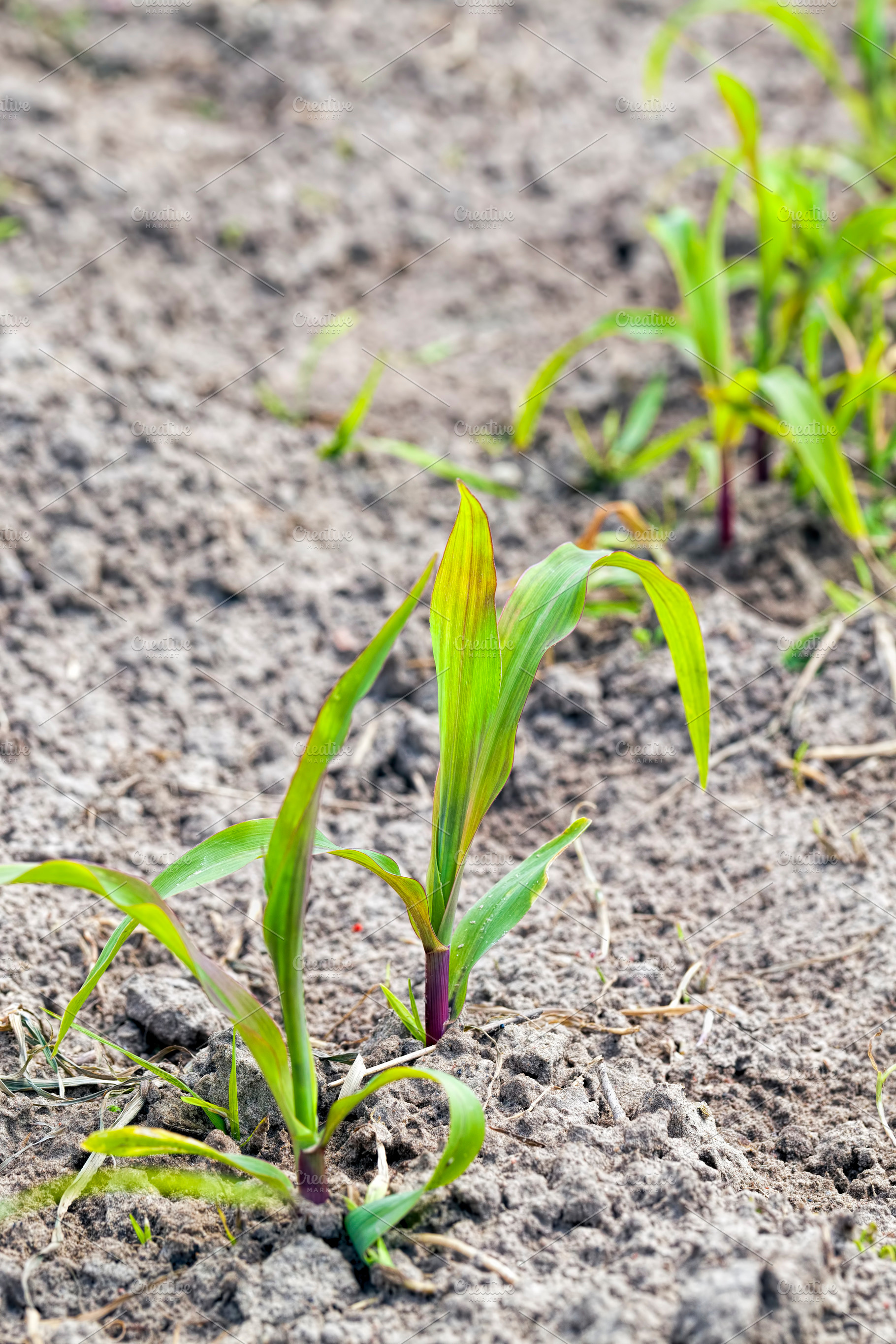 long rows of green corn sprouts in spring or summer, a Nature Photo by MyPhotos