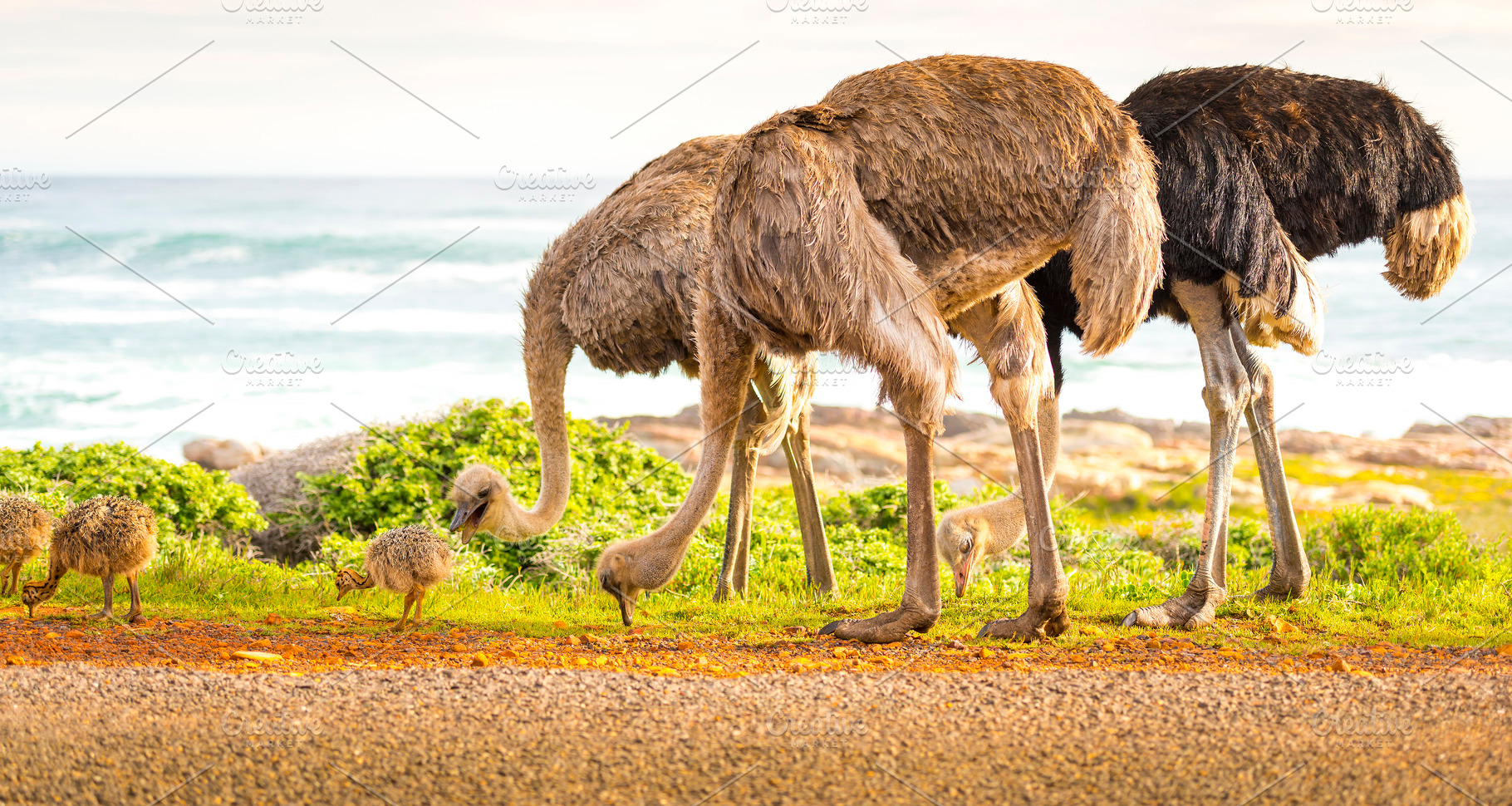 Ostrich Family, an Animal Photo by THP Creative