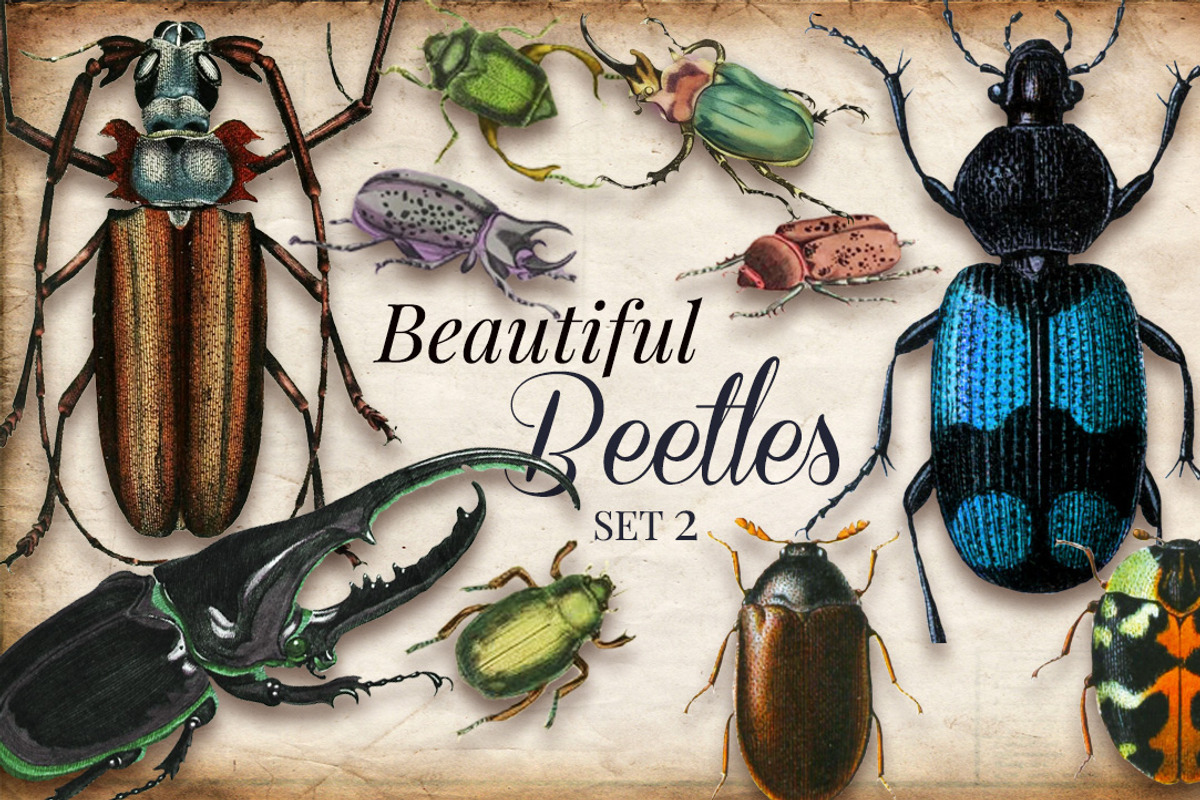 Vintage Beetles Set 2, a Graphic by Digital Vintage (Photo 1 of 2)