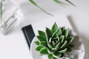 Fresh Succulent on Desk