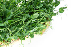 Fresh green pea shoots growing, organic microgreens food, a Food & Drink Photo by Olena Rudo
