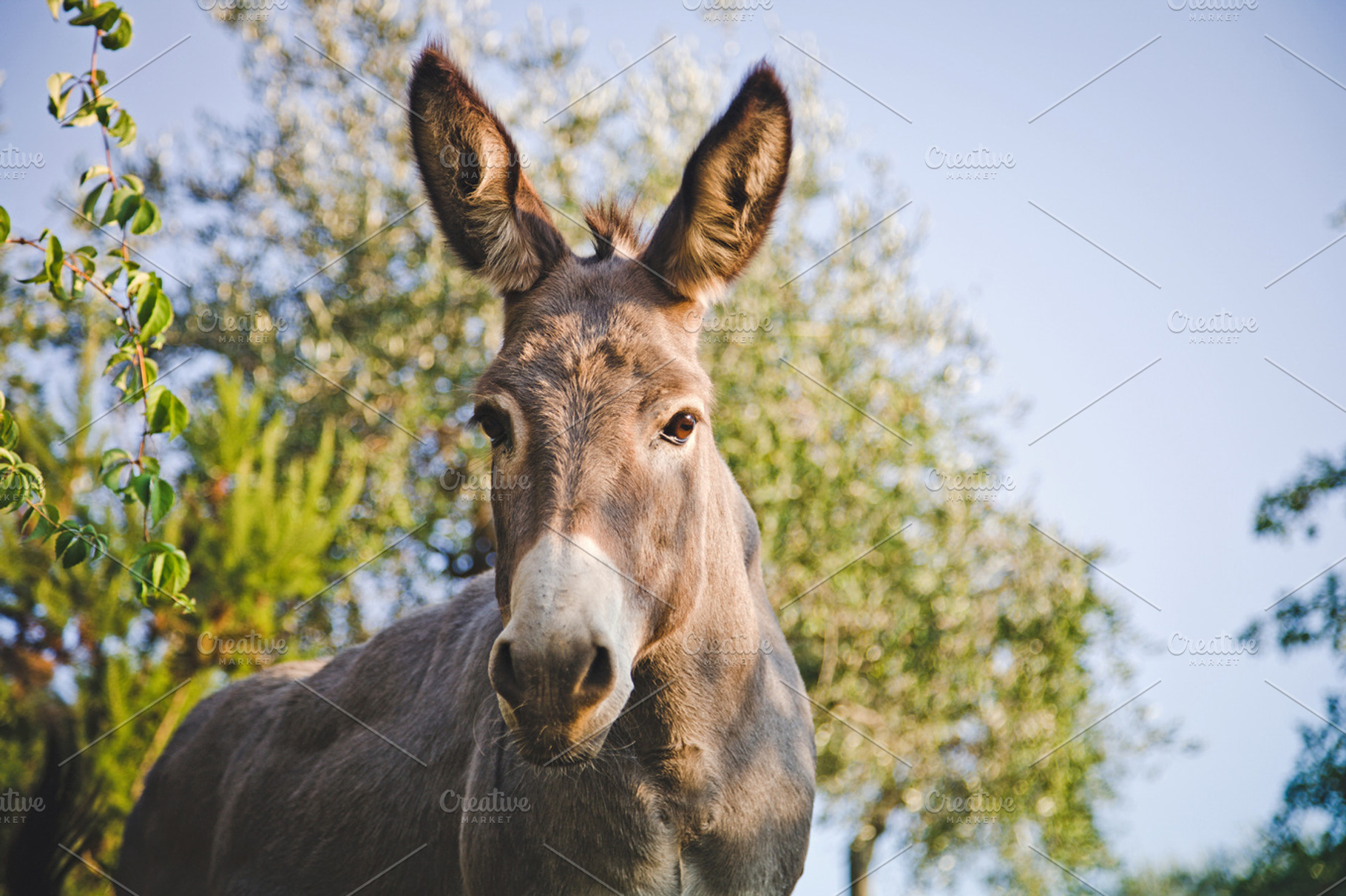 Iseeyouphoto lovelydonkey stock photo containing donkey and animal