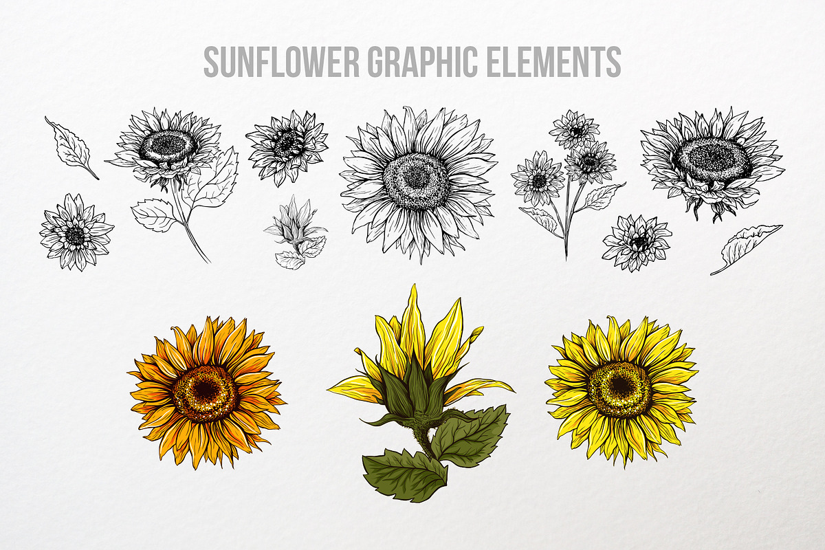 Sunflower Patterns Collection, a Pattern Graphic by ilonitta (Photo 8 of 16)