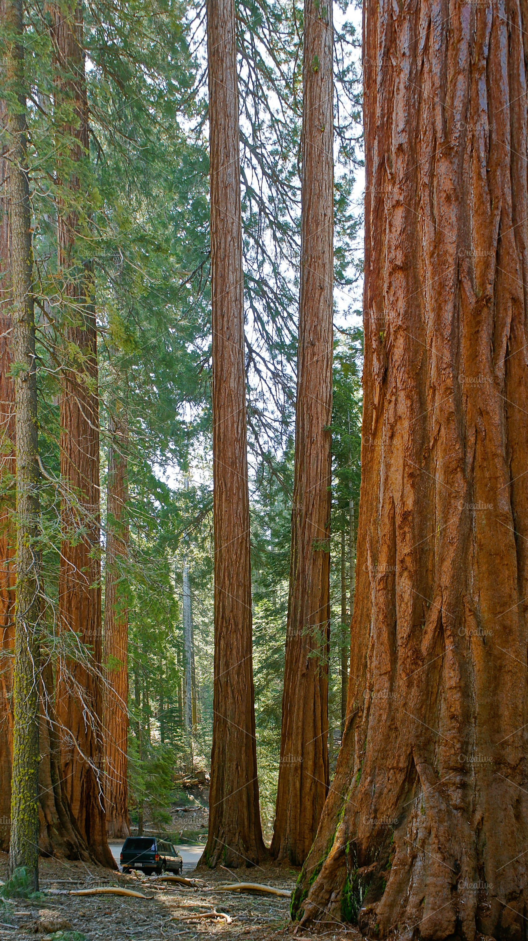 Mariposa Sequoia Youths