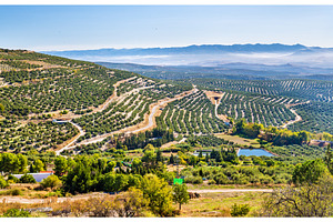 Landscape with olive fields near Ubeda - Spain, a Nature Photo by Leonid Andronov