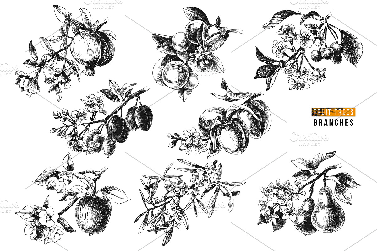 Fruit branches, a Food Illustration by handsketched (Photo 3 of 13)