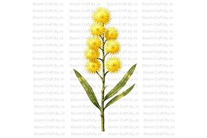 Australian Wildflower- Golden Wattle, a Decorative Illustration by Bloom Craft Creations