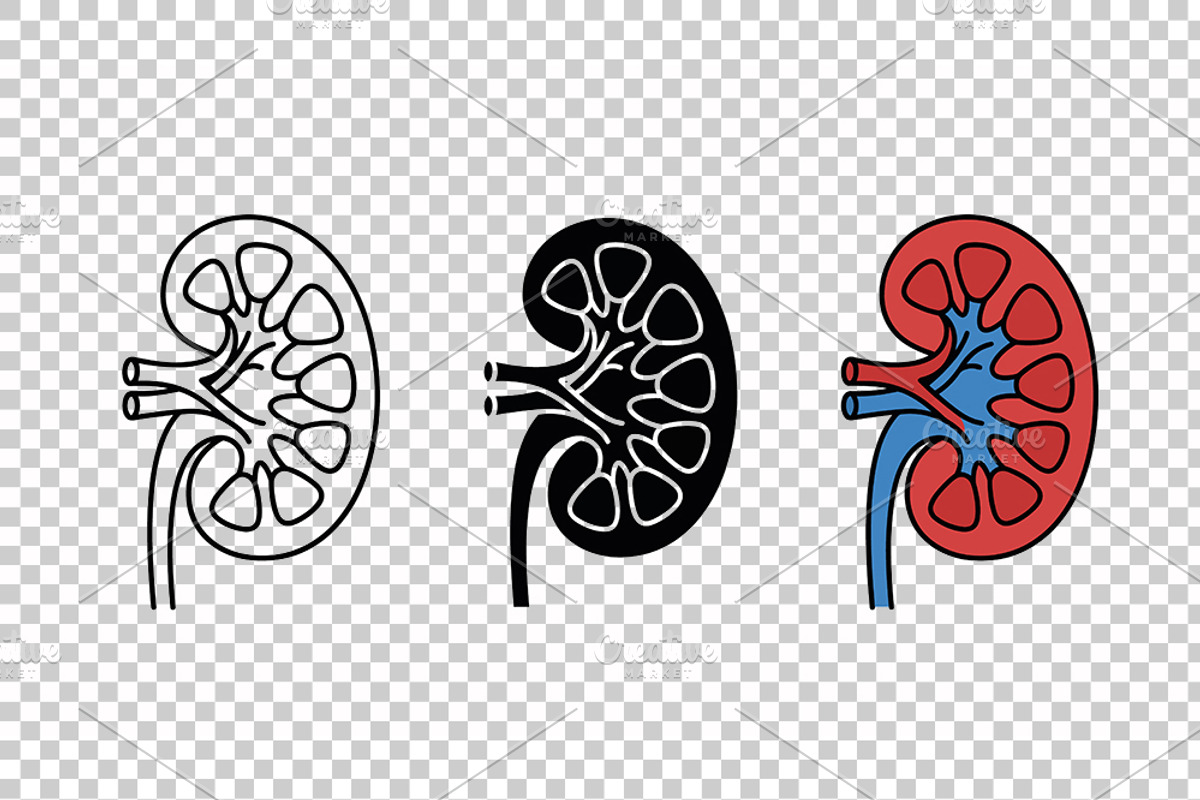 Human Kidney Vector Icon Set, an Object Graphic by Artonix (Photo 3 of 3)