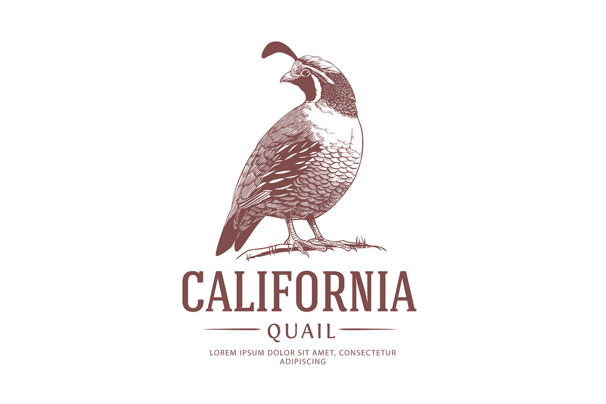 California State Bird Logo, a Branding & Logo Template by vatesdesign