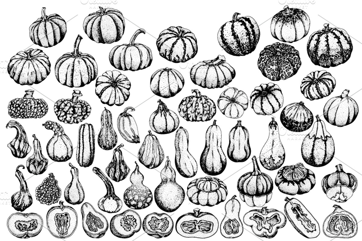 Pumpkins collection, an Object Illustration by Elena Mykhailenko (Photo 3 of 4)