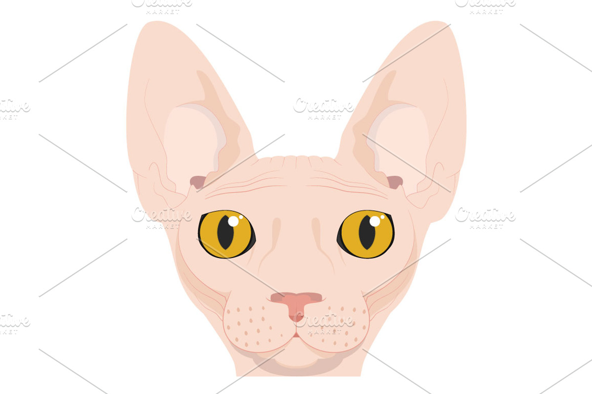 9x Cat breeds Vector Collection, an Animal Illustration by asantosg (Photo 5 of 5)
