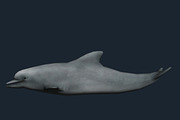 3DRT - Sealife - Dolphin, an Animal 3D Model by 3DRT.com (Thumbnail 3 of 3)