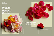 Ikebana Botanical Asset Collection, an Object Graphic by Studio Yorktown (Thumbnail 5 of 15)
