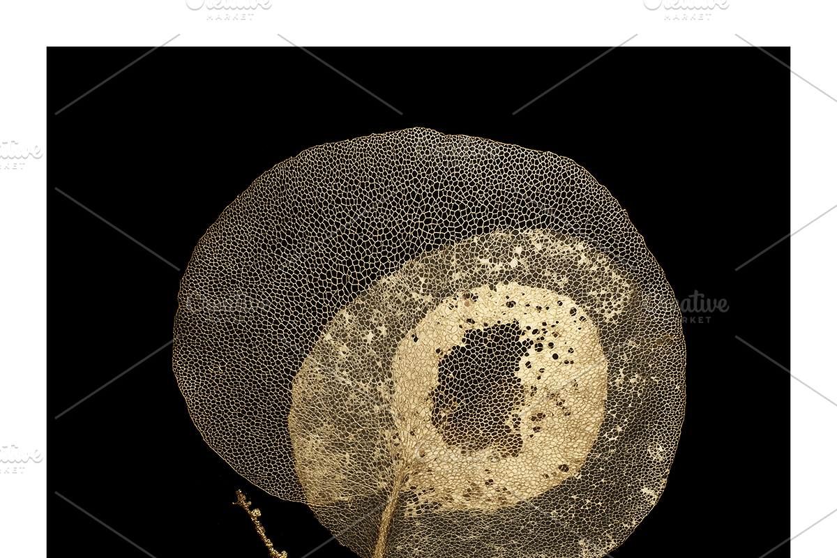 Hobo Co. Bio Textured Illustrations, a Texture Illustration by milatovar (Photo 14 of 15)