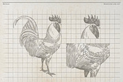 Vintage Poultry Farm Animal Set, an Animal Illustration by Kusumaillustration (Thumbnail 5 of 11)