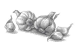 Garlic set engravings #2, a Food Illustration by Irina Trusova