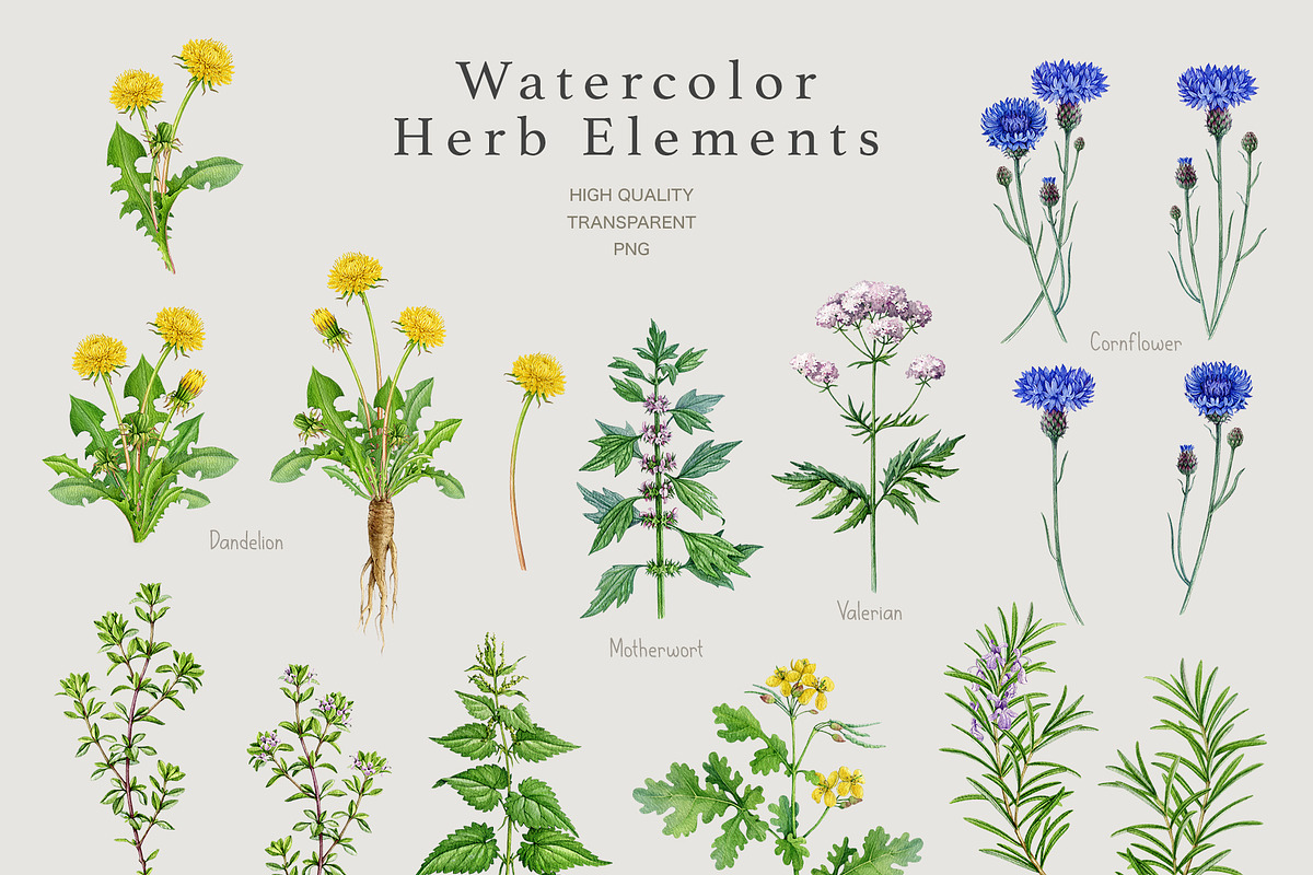 Herbal Apothecary Brand Kit, a Healthcare Illustration by AnitaPol (Photo 4 of 18)