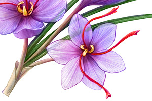 Saffron Crocus Pencil Illustration