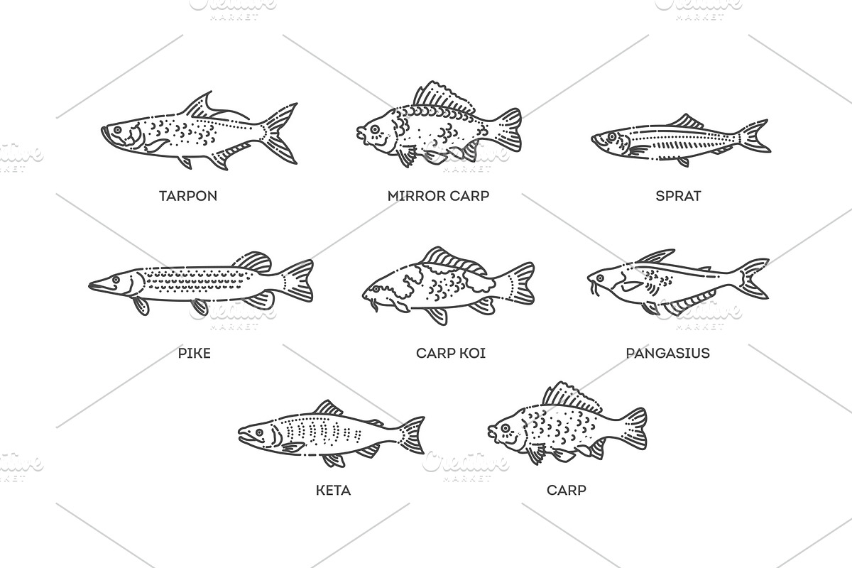 Set of vector outline fish icons, an Animal Illustration by Tettygreen (Photo 1 of 3)