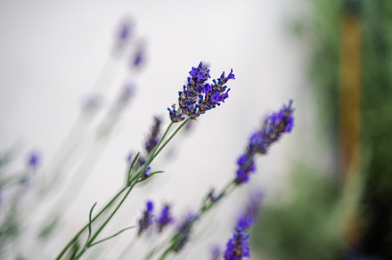 Blooming lavender in the garden, a Nature Photo by Anna Bogush