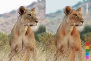 25 Safari Lightroom Presets LUTs, a Preset Add-On by SparkleStock (Thumbnail 3 of 15)