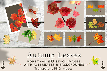 Hi-Res Transparent Autumn Leaves Set, a Background Photo by RSQB