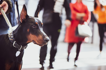 Exhibition of dogs doberman featuring doberman, adorable, and animal, an Animal Photo by WildStrawberry Magic
