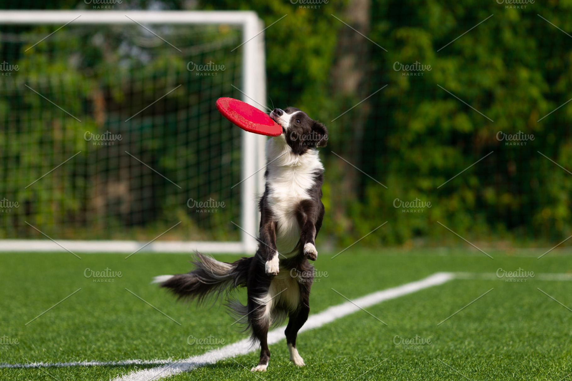 Border collie breed dog for a walk o featuring dog, run, and field, an Animal Photo by oleghz