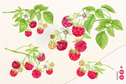 Garden Raspberry. Watercolor set, an Illustration by Tata Pilip (Thumbnail 2 of 10)
