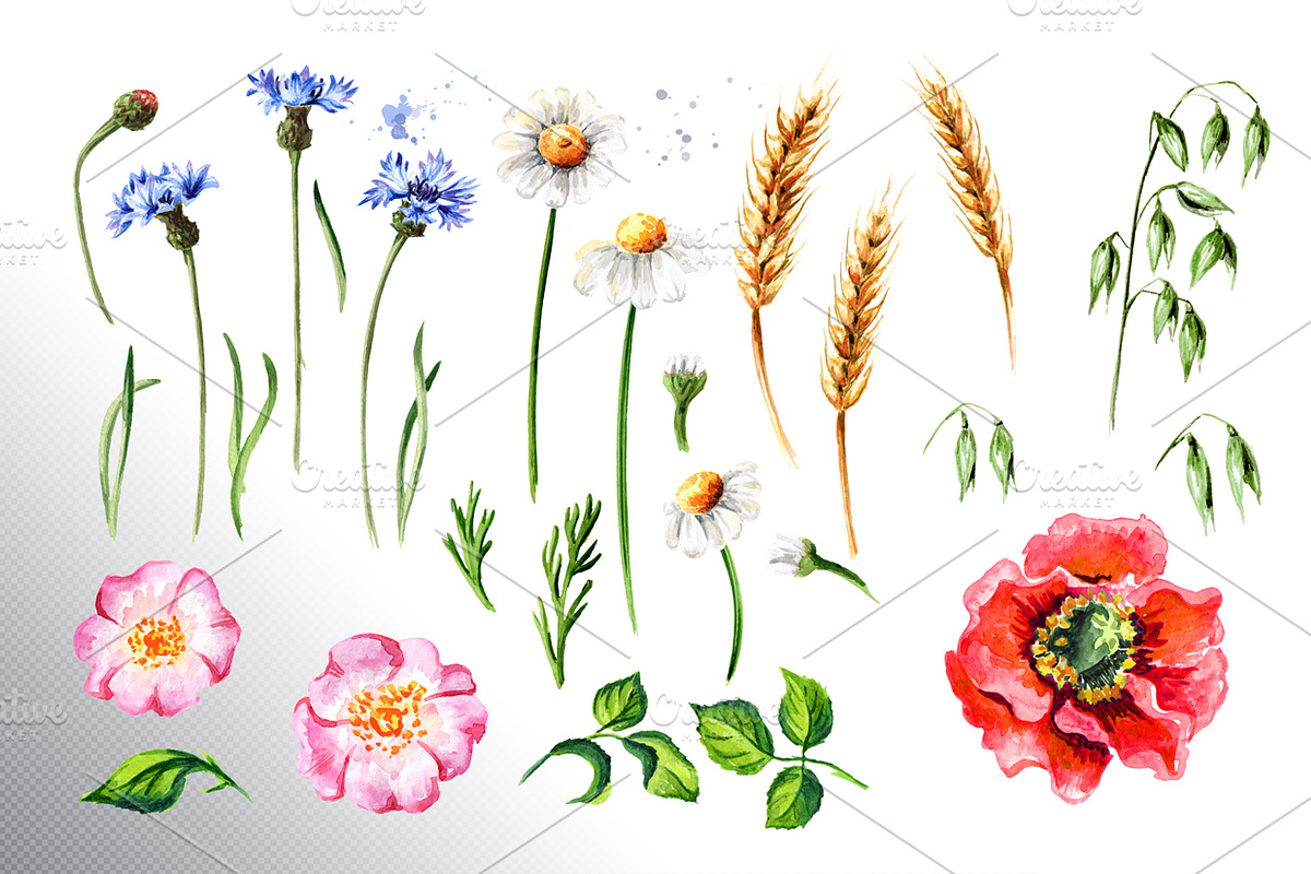 Summer flowers, a Decorative Illustration by Daria Ustiugova (Photo 9 of 10)