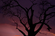 Tree at Dusk, a Nature Photo by Marc Sandin Creative (Thumbnail 1 of 5)