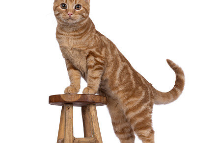 European Shorthair cat on white background