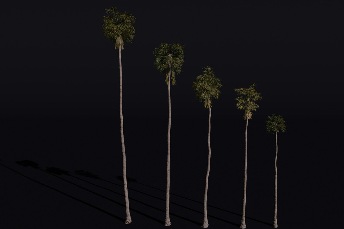 The California Fan Palm Tree, a Plants & Tree 3D Model by FuturePastCreatives (Photo 1 of 8)