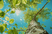 98 Trees view from below, a Nature Photo by Handmadefont (Thumbnail 84 of 98)