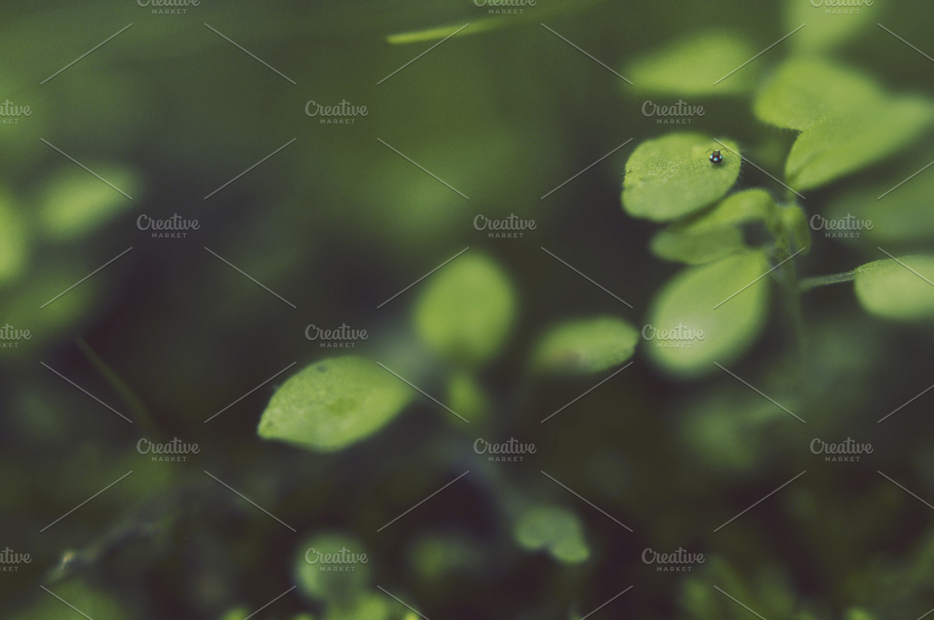 Tiny Spotted Bug