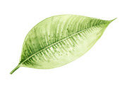 12 Kiwi Fruit Clipart Set, an Illustration by hafijul (Thumbnail 9 of 13)