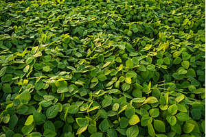 Green soybean plants growing in a, a Nature Photo by volodymyrshtun13795