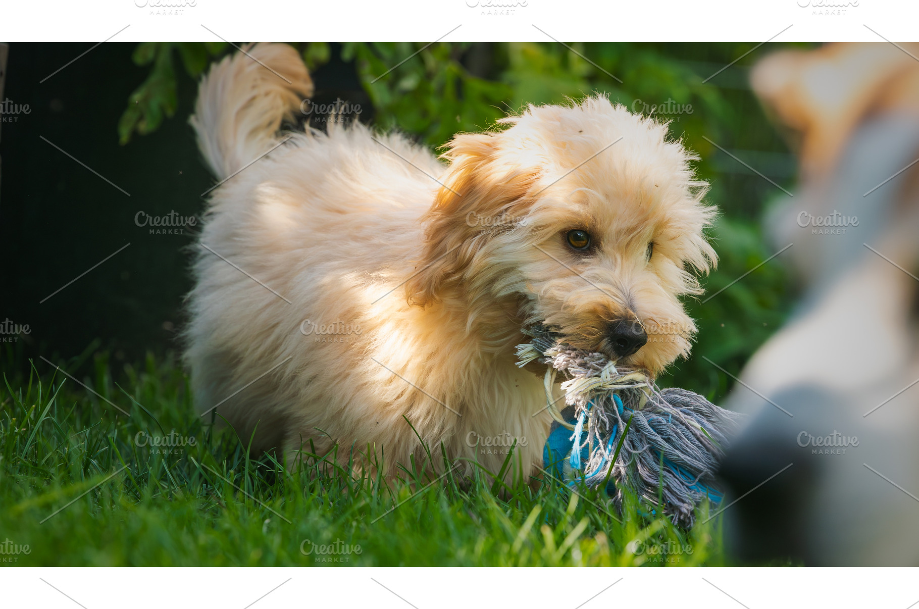 Happy Maltipoo Puppy Chewing Toy in, an Animal Photo by MadPhotos