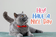 Cindyrella - Playful Display Font, a Sans Serif Font by StringLabs (Thumbnail 5 of 12)