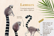 Lemurs in tropical jungle clipart, an Animal Illustration by Elena Malgina Clipart (Thumbnail 2 of 15)