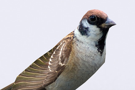 3DRT -Birds and critters - Sparrow, an Animal 3D Model by 3DRT.com