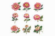 Watercolor chrysanthemum clipart, an Illustration by Libby Wishes (Thumbnail 5 of 5)
