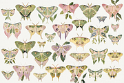 70 Watercolor Luna Moth Clipart, an Animal Illustration by Digital Museum (Thumbnail 6 of 7)