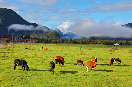 Orange and black cow grazing, a Nature Photo by kavram