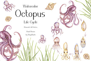 Watercolor Octopus Life Cycle Set
