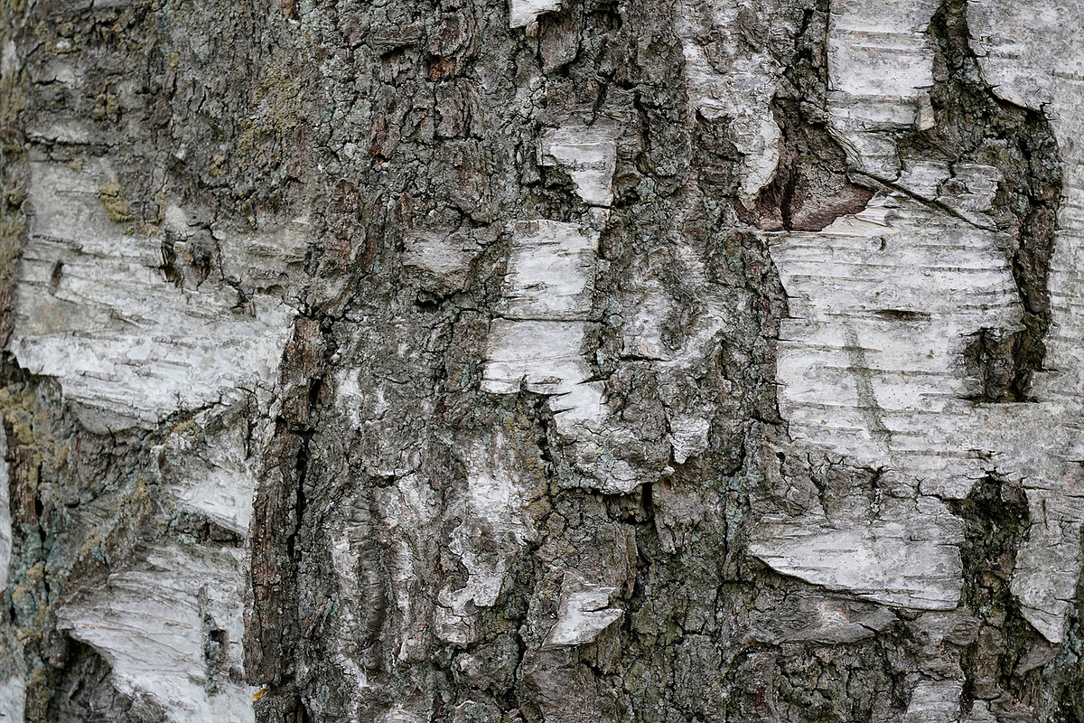 30 Tree Trunk Texture Photos, a Texture Graphic by Bilgep_design (Photo 15 of 16)