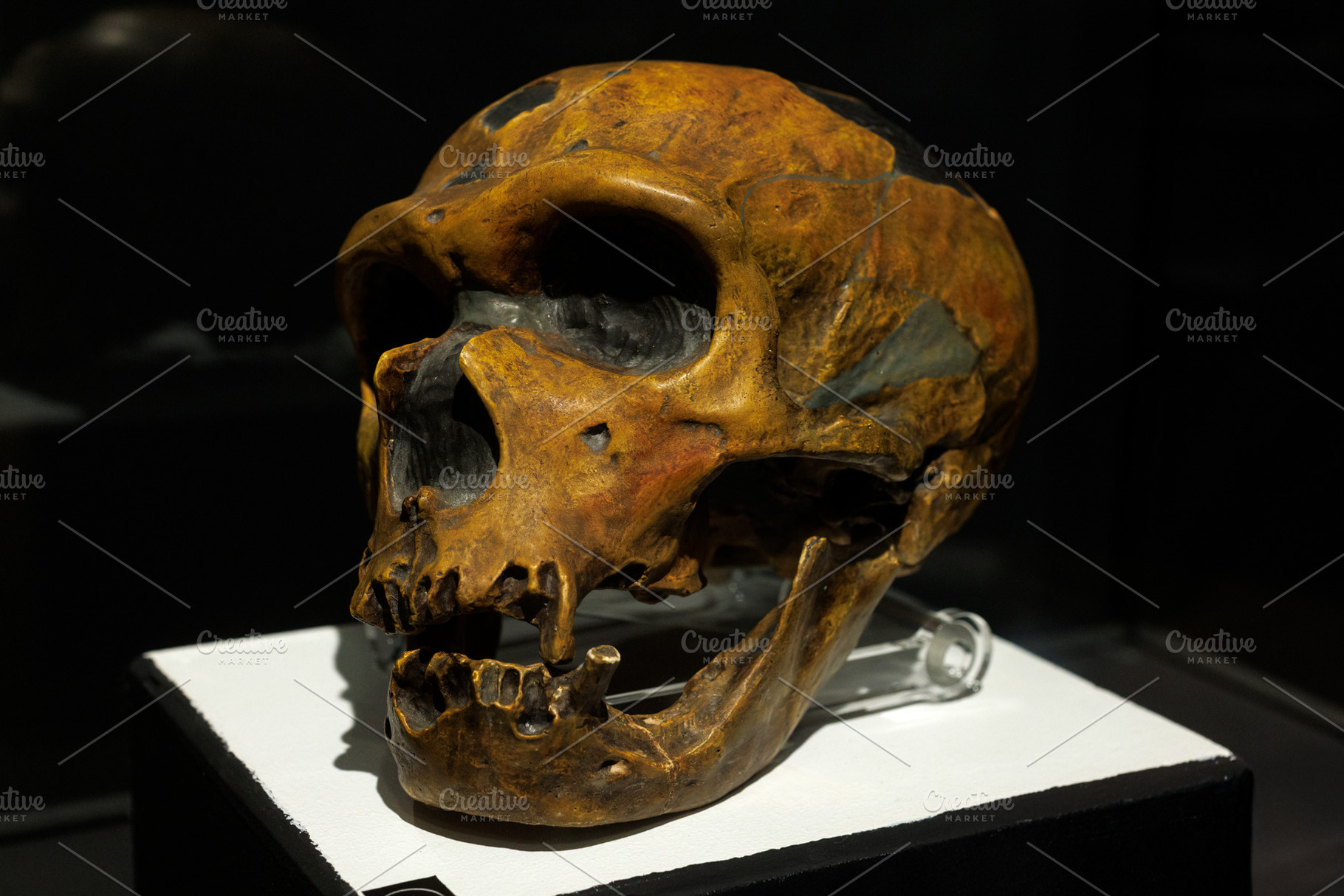 Head of a Homo Neanderthalensis, a School & Education Photo by Bepslabor
