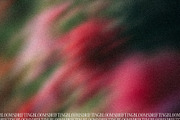 Drifting Blooms, a Background Graphic by Dina Mae (Thumbnail 10 of 12)