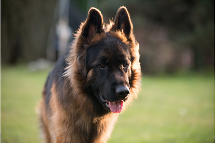 German Shepherd Dog in front view on, an Animal Photo by COLORFUL
